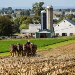 Best Amish History Resources