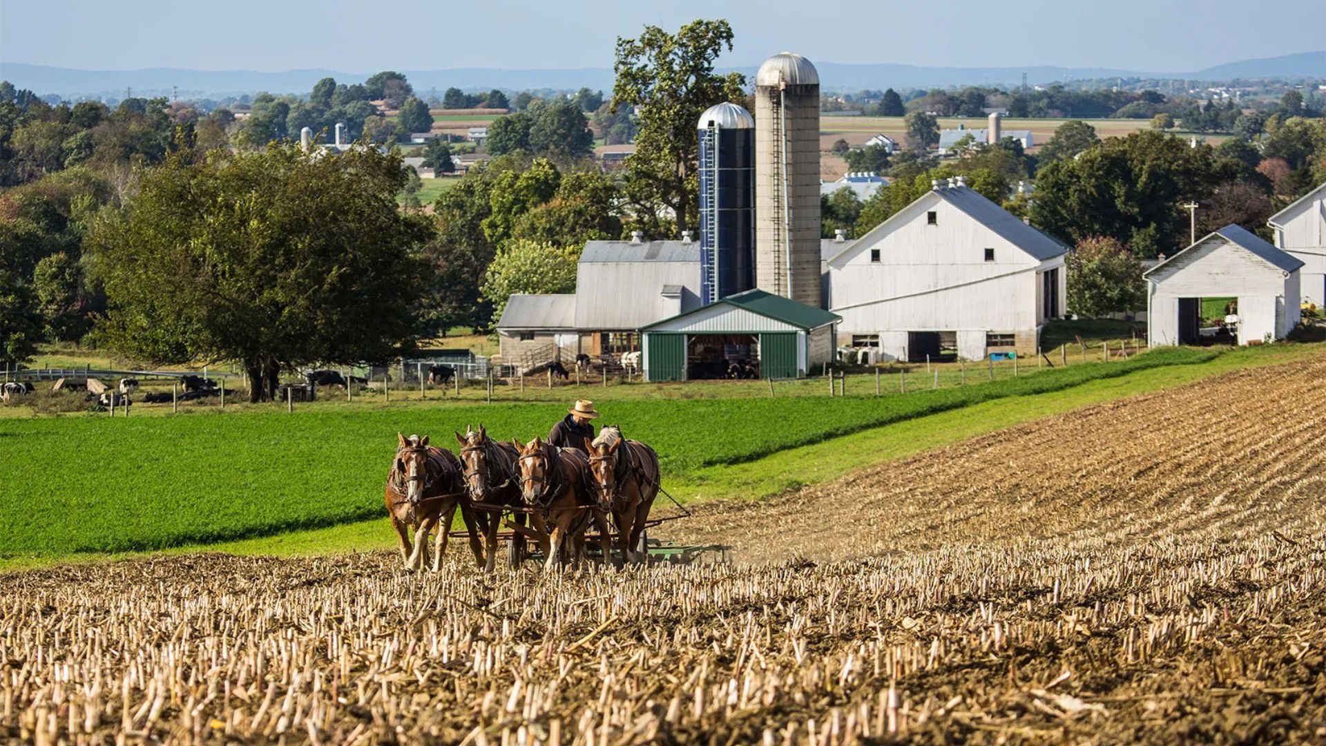 Best Amish History Resources