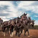 The Evolution of Amish Settlements Over Time