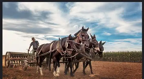The Evolution of Amish Settlements Over Time